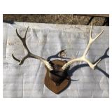 Mounted Antler Taxidermy