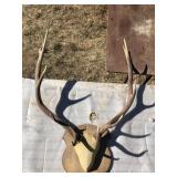 Large Mounted Antler Taxidermy