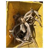 Bin of Antlers