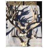 Lot of 3 Antler Taxidermy
