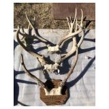 Lot of 3 Antler Taxidermy