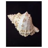 Large Frog Conch Seashell Tutufa Bubo 8' Shell