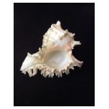 Murex Ramosus Sea Shell 6'