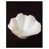 Clam Sea Shell
