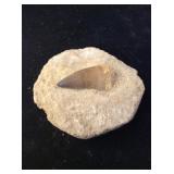 Mosasaur Tooth & Root Fossil
