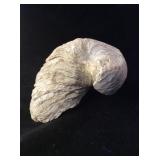 Fossil Oyster Gryphaea Devil's Toenail  Shell