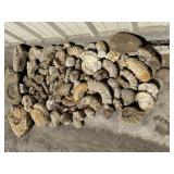 Ammonite Fossils & rocks