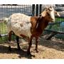 Parker County Impounded Livestock Auction - Online Only