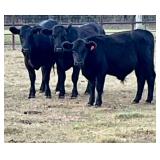 Pen of 3 Black Steers
