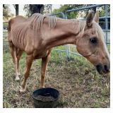 Senior Palomino Gelding