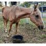 Parker County Impounded Livestock Auction - Online Only