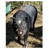 Pair of Black/White Male Pot Belly Pigs