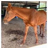 Sorrel Arabian Cross Mare