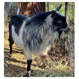 Adult Pygmy Billy Goat