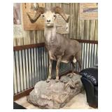 Bighorn Ram Taxidermy