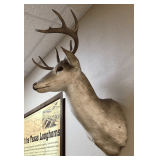White Tail Deer Taxidermy Mount