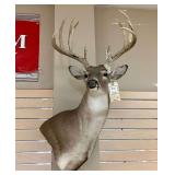 Whitetail Deer Taxidermy