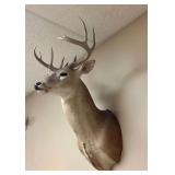 Whitetail Deer Taxidermy