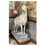 Bighorn Ram Taxidermy