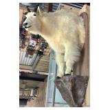 Mountain Goat Taxidermy