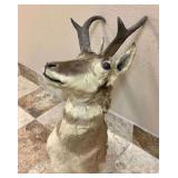 Pronghorn Taxidermy