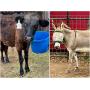 Parker County Impounded Livestock Auction - Online Only