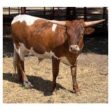 2 Longhorn Cross Steers