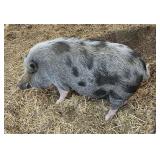 Male Kune Kune Cross Pig