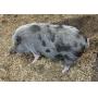 Parker County Impounded Livestock Auction - Online Only