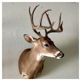 Whitetail Deer Shoulder Mount Taxidermy