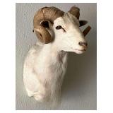 White Ram Taxidermy