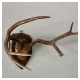 Whitetail Deer Antler Mount