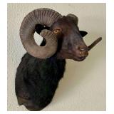 Black Ram Taxidermy