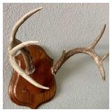 Whitetail Deer Antler Mount