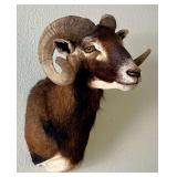 Brown Ram Head Shoulder Mount Taxidermy
