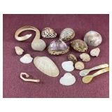 Assorted seashells also including caviar spoons