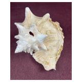 Large QUEEN HELMET Conch Shell Horned Natural