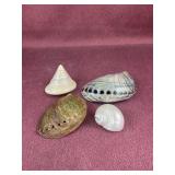 (4) Seashells including, polished Trochus shell,