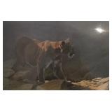 Shelley Barkman 'Cougar Ridge' 2114/3000