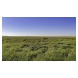 Tract 1 165.7+/- acre CRP Tract in Lamb County
