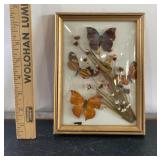 Dried Butterflies in Bubbled Glass