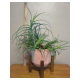 Aloe Potted Plant