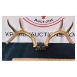 Antler Wall Mount