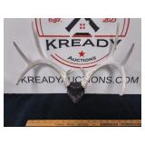 Antler Wall Mount