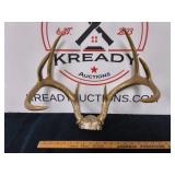 Antler Wall Mount