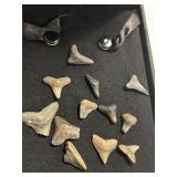 Shark Teeth