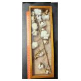 Cotton Display Case