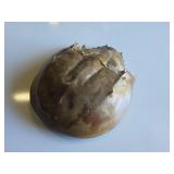 Horseshoe Crab Shell Approximately 8 Inches Wide