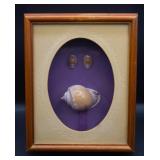 Shadow Frame w/ Sea Shell Display