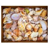 Collection of Sea Shells
